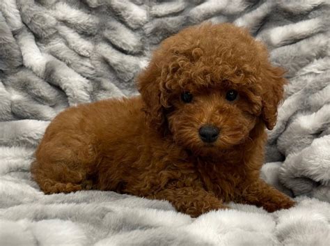 Group Of Toy Poodle Puppies Stock Image Image Of Tiny Miniature