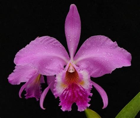 Cattleya Labiata Sometimes Known As Corsage Orchid Is The National