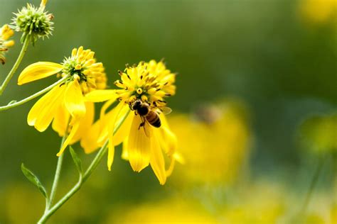 Bee Yellow Flowers Pollination - Free photo on Pixabay - Pixabay