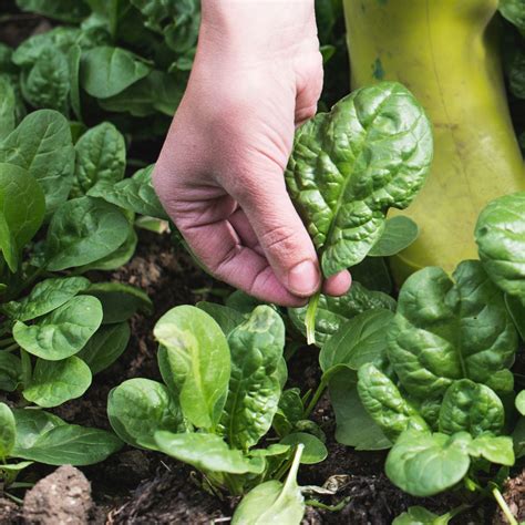 Spinach Matador Seeds The Seed Collection