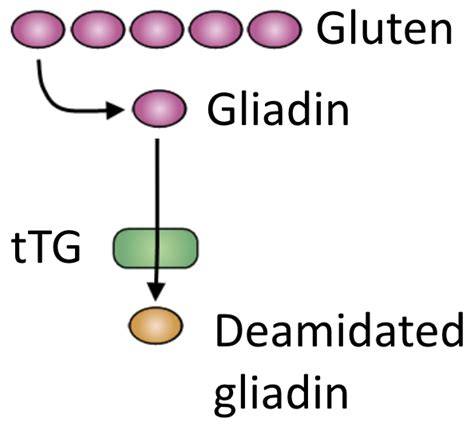 Coeliac Disease Overpath