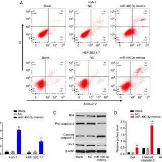 Overexpression Of MiR 490 3p Induces Apoptosis Of Huh 7 And HEP 3B2 1 7