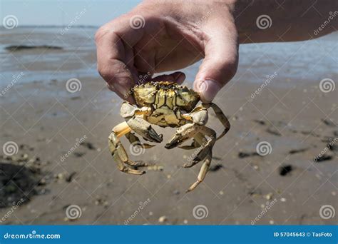 Crab In Human Hand Stock Image Image Of Hand Crustacean 57045643