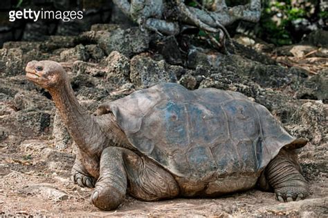 Lonesome George C 1910 June 24 2012 Male Pinta Island Tortoise