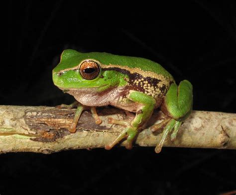 Litoria Nudidigitus Southern Leaf Green Tree Frog Croajin Flickr