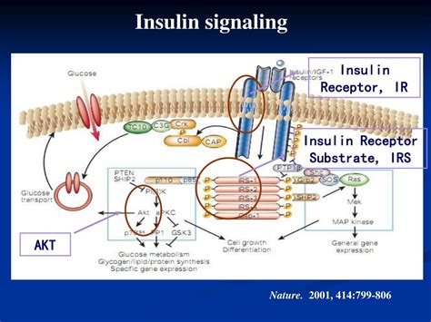 Insulin Receptor Signaling