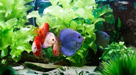 Most Beautiful Fish Aquarium