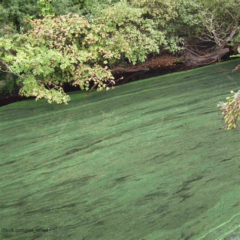 Avoid Blue-Green Algae in Lakes and Ponds