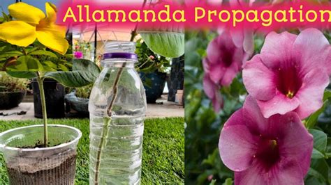 Allamanda Cutting In The Easiest Methods How To Grow Allamanda Plant