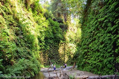 Hiking Fern Canyon in Redwood National Park - The World Is A Book