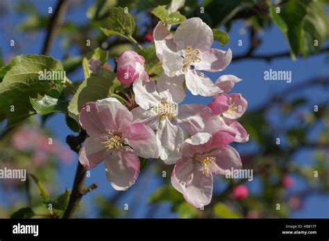 Malus domestica, Apple Stock Photo - Alamy