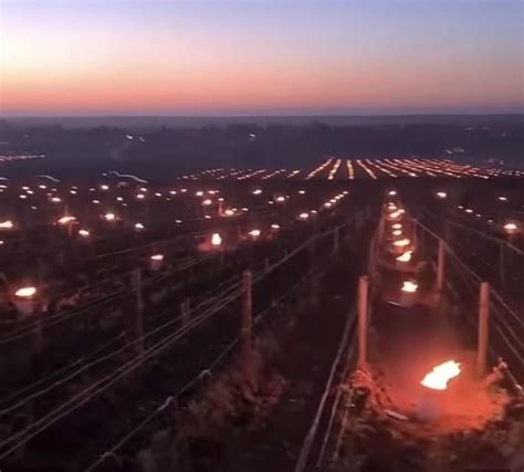 This Winery In France Lights Tiny Fires Under Each Of Their Vines To