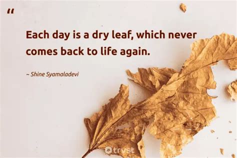 35 Inspiring Leaf Quotes to Get You Through The Seasons