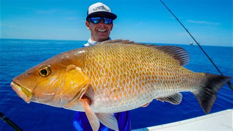 MONSTER Mangrove Snapper Catch Clean Cook YouTube