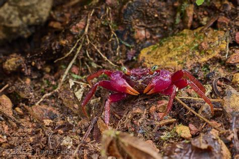 Highland Vampire Crab Geosesarma Larsi Ng Grinang Of South