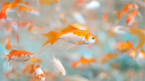 Gold Fish Wallpapers