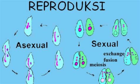 pengertian fungsi  jenis reproduksi hewan ilmu peternakan