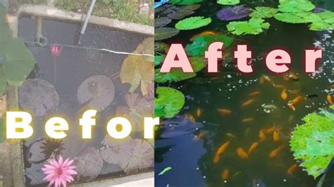 Beautiful Goldfish Pond Planted Goldfish Pond Plants For Goldfish