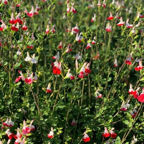 Salvia Microphylla Hot Lips Hot Lips Sage Western Star Nurseries