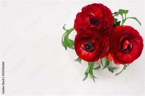 Luxury Deep Red Three Flowers In Ceramic Vase Top View On White Wood