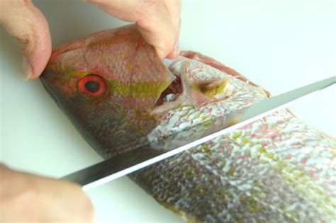 How to fillet a round fish