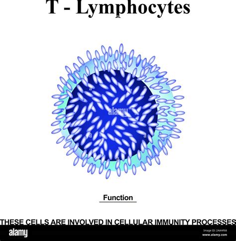 T Lymphocytes Structure The Functions Of T Lymphocytes Immunity ...