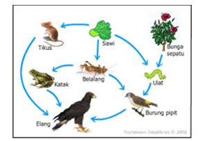 Perhatikan Gambar Di Bawah Ini Organisme Y