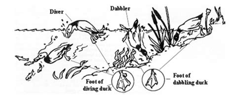 Waterfowl Identification: Waterfowl Hunting Made Easy– Hunting and Fishing Depot