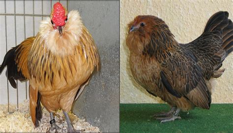 Top 10 Bantam Chicken Breeds for Beginners