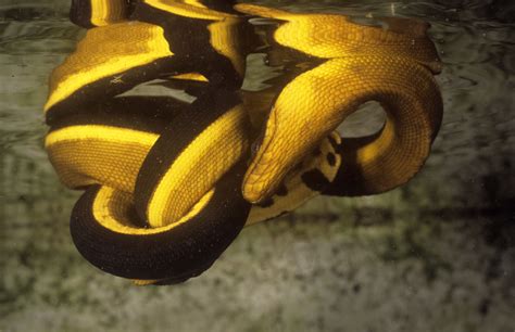 Venomous Sea Snake Facts (Hydrophiinae and Laticaudinae)