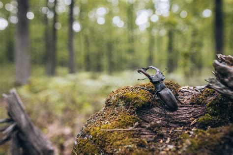 Akademia Fotografowania I Filmowania Natury Sony Nauczymy Ci Jak