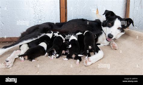 Border collie dog mother with puppy hi-res stock photography and images - Alamy