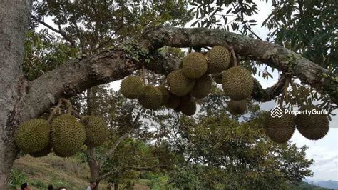 Musang King Plantation Orchard Raub Pahang Raub District Pahang