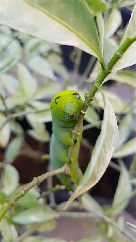 Green Caterpillar · Free Stock Photo