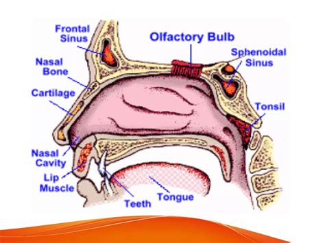 ANATOMY OF NOSE | PPT