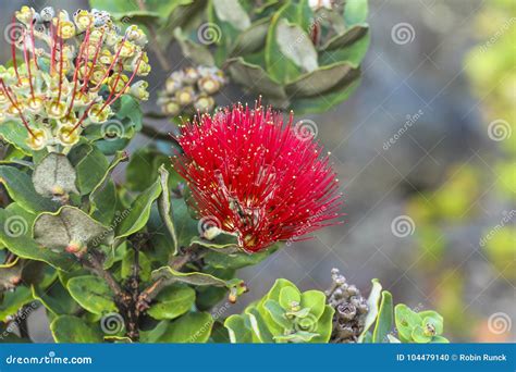 Red Flower In Volcano National Park Big Island Hawaii Stock Photo