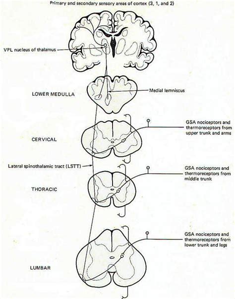 Diagram And Model Of A Sensory Receptor Motor Response Pathw