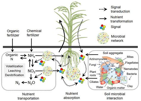 Frontiers Editorial Soil Root Microbe Interactions Promote Soil And