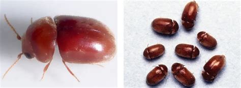 シバンムシを知る｜害虫を知る｜アース害虫駆除なんでも事典