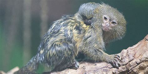 Pygmy Marmoset Adelaide Zoo