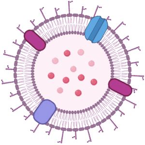 Free Bacterial Membrane Outer Icons Symbols Images BioRender