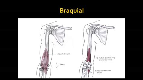 C B Cotovelo E Radioulnar Youtube