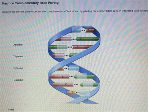 Solved Practice Complementary Base Pairing Indicate the | Chegg.com