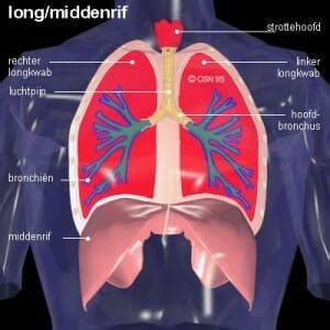 Middenrif Ademhaling Menselijk Lichaam