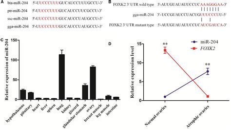 Frontiers High Expression Of Mir In Chicken Atrophic Ovaries