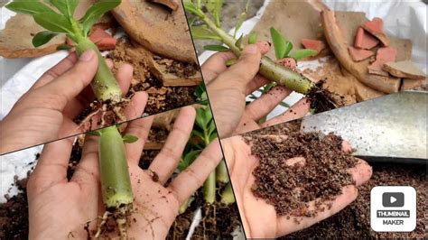 Adenium Seedlings Transplant Sddyak Saudi Bankla Somalian Easy