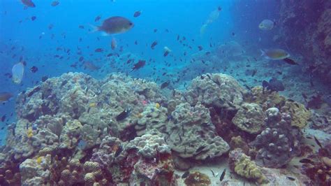 Diving In Koh Tao Thailand Youtube