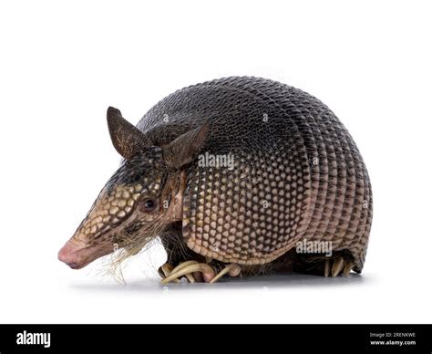 Nine banded armadillo isolated hi-res stock photography and images - Alamy