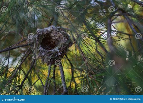 In Spring Birds Take Nests Bird `s Nest On Pine Tree Stock Image