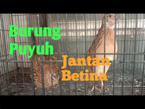 Ciri Ciri Burung Puyuh Jantan Dan Betina Merpatichennelgua YouTube